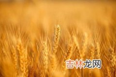 濮兴5号小麦品种介绍,适合河南种植的小麦高产品种，什么时候播种好