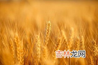 濮兴5号小麦品种介绍,适合河南种植的小麦高产品种，什么时候播种好