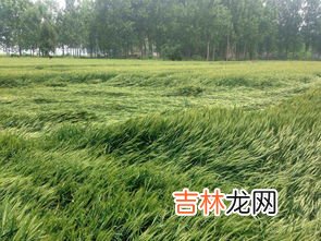 濮兴5号小麦品种介绍,适合河南种植的小麦高产品种，什么时候播种好