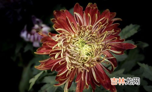 冥界四花是哪四种花,神秘的地狱之花有着神奇的魔力，冥界四花都是哪四花？