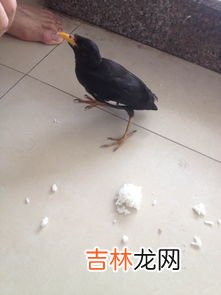 飞蚁飞进家里怎么办,家里有飞蚂蚁怎么处理