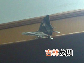 飞蚁飞进家里怎么办,家里有飞蚂蚁怎么处理