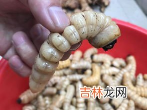 蛹虫玛咖有什么用,蛹虫草玛咖片可以增加阴经的尺度吗？