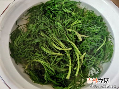 什么人不能吃柳蒿芽,柳蒿芽孕妇能吃吗 柳蒿芽孕妇能不能吃
