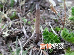 冬虫夏草泡水喝一次泡几根,冬虫夏草泡水喝一次泡几根？