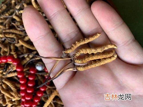 冬虫夏草泡水喝一次泡几根,冬虫夏草泡水喝一次泡几根？
