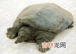 甲鱼和鳖有哪些区别,甲鱼和鳖有什么区别 甲鱼和鳖的介绍