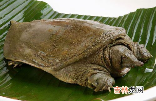 甲鱼和鳖有哪些区别,甲鱼和鳖有什么区别 甲鱼和鳖的介绍