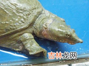 甲鱼和鳖有哪些区别,甲鱼和鳖有什么区别 甲鱼和鳖的介绍