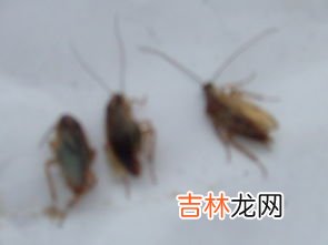 樟脑丸对什么虫子有用,樟脑丸对什么虫子有用