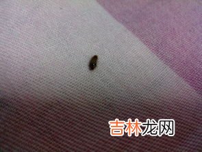 樟脑丸对什么虫子有用,樟脑丸对什么虫子有用