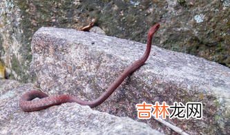 蛇是地上爬的还是水里游的,蟒蛇是地上爬的吗？