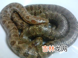 蛇是地上爬的还是水里游的,蟒蛇是地上爬的吗？