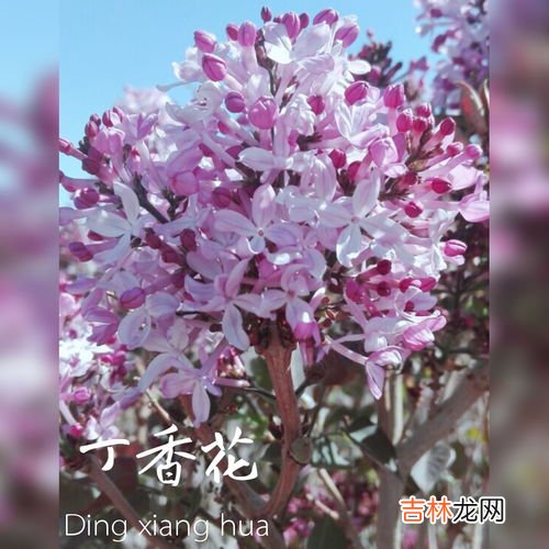 花语是守护的花有哪些,什么花的花语是守护