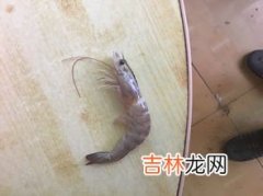 黑虎虾是淡水虾还是海水虾,黑虎虾是海虾还是河虾