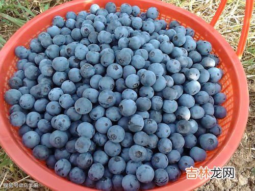 蓝莓胶囊的功效与作用,蓝莓胶囊的功效与作用