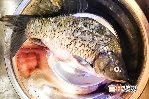 鲈鱼可以炖汤喝吗,鲈鱼可以做汤吗