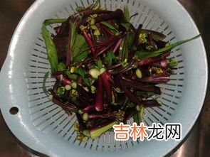 菜苔是一种什么菜,菜苔是什么？