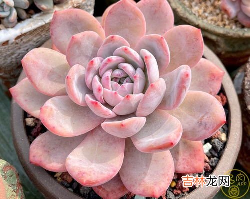 肉多多植物冬天怎么养,多肉冬天怎么养