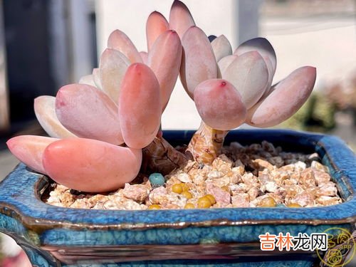 肉多多植物冬天怎么养,多肉冬天怎么养