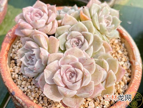 肉多多植物冬天怎么养,多肉冬天怎么养