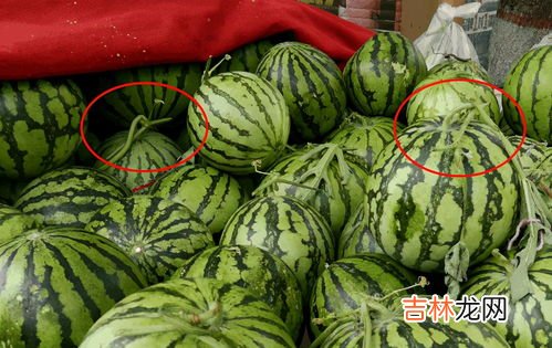 如何判别西瓜好不好吃,如何挑选好吃的西瓜？