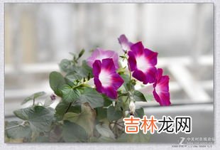 牵牛花什么时候开花什么时候不开花,牵牛花开花的时间