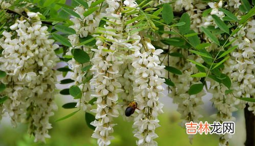 新鲜槐花怎么长期保存,如何储存槐花