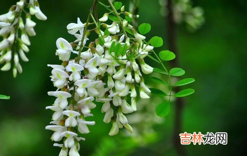 新鲜槐花怎么长期保存,如何储存槐花