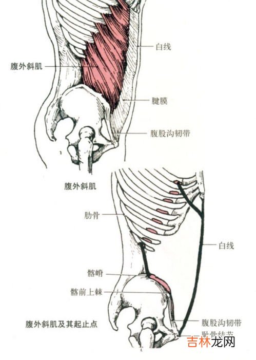 人鱼线在哪个部位,人鱼线在哪里