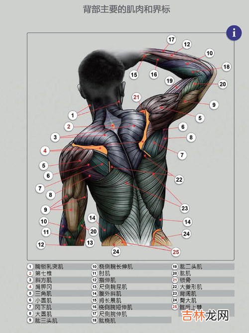 人鱼线在哪个部位,人鱼线在哪里