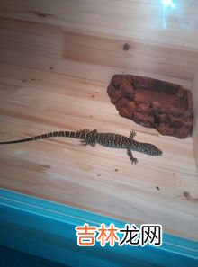 壁虎怎么赶走,壁虎怎么赶出去