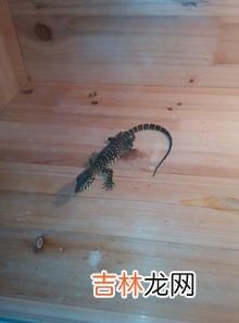 壁虎怎么赶走,壁虎怎么赶出去