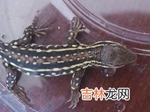 壁虎怎么赶走,壁虎怎么赶出去