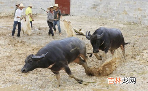 斗牛是哪一个国家的风俗,斗牛起源于什么国家？