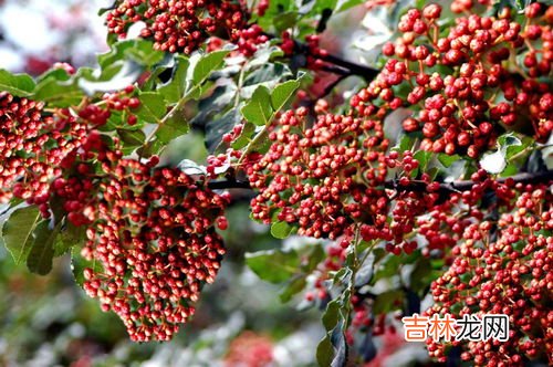 花椒籽能吃吗,花椒里面的黑子能吃吗 花椒黑子的功效与作用