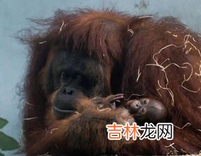 灵长类动物指什么,灵长类动物是指哪些动物