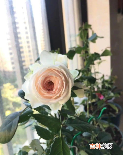 盆栽玫瑰花喜阴喜阳,玫瑰花喜阴还是喜阳