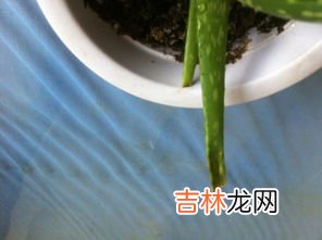 当归芦荟胶囊怎么吃,当归芦荟胶囊怎么样