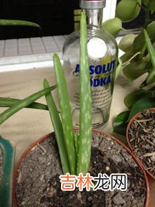 当归芦荟胶囊怎么吃,当归芦荟胶囊怎么样