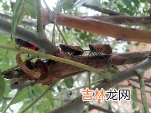 为什么不能砍香椿树,家里香椿树能不能砍？