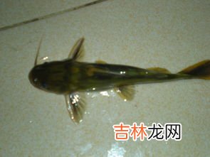 趴地虎的鱼学名叫什么,趴地虎的鱼学名叫什么