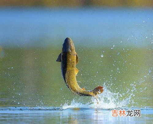 七秒鱼的感情寓意,南巷七秒鱼什么意思