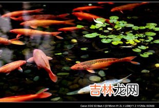 七秒鱼的感情寓意,南巷七秒鱼什么意思