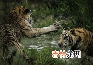 猫为什么不怕老虎,为什么有些猫现在不会捉老虎了，这是进化还是退步了？