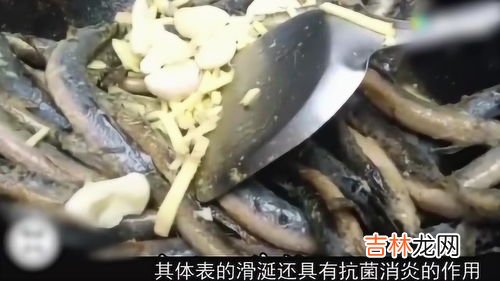 泥鳅有什么功效与作用,泥鳅有哪些营养价值和功效泥鳅鱼的功效与作用