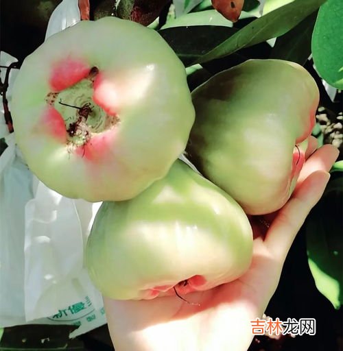 莲雾中间芯能吃吗,莲雾可以直接吃吗 莲雾中间芯能吃吗