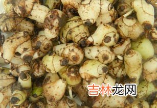 白芨的作用与功效,白芨有什么作用和功效?