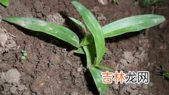 白芨的作用与功效,白芨有什么作用和功效?