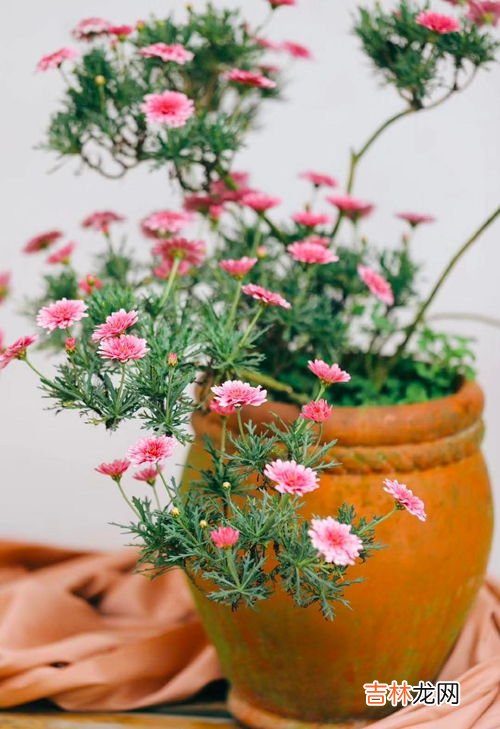 木春菊怎么养,木春菊的养殖方法和注意事项有哪些？
